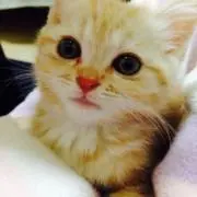 ももちゃんの画像