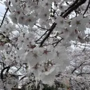 リンカの画像