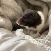 ごまの画像