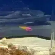piiikaの画像