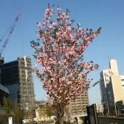 梅茶漬けの画像