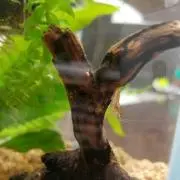 ぽにょ★