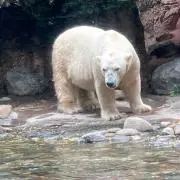 サイボーグの画像