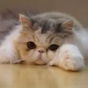 モカナナママ（※プロフ必読願います）の画像