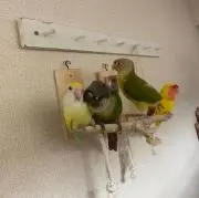 界様の画像
