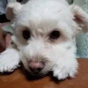 ぽいの画像