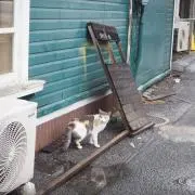 はるかの画像