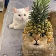 パイナップルねこの画像