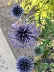 セノビー