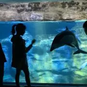 アコリエルの画像
