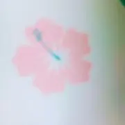 なでしこの画像