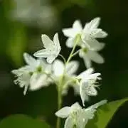 マーガレットグリーン☘の画像