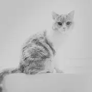 ねこがすきの画像