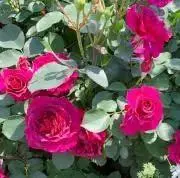 Red  rose
