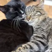 メロンの画像