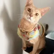 JINGの画像