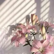 めるるの画像