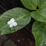 さきの画像