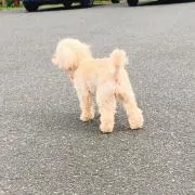 へおりんの画像