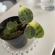 A-Luce✴︎の画像