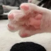 ふく