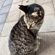 るりの画像