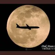 チィの画像