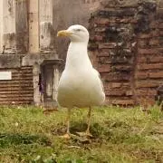ああの画像