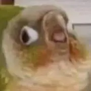 ooo