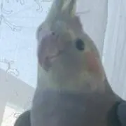 Cockatiel★プロフ要確認