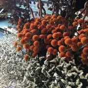 みこの画像