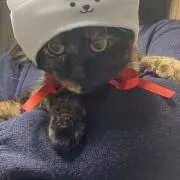 くるみの画像