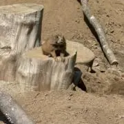 とろろの画像