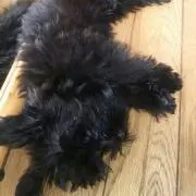 かるる