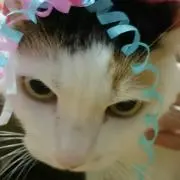 てんにゃんの画像