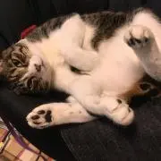 ひー