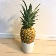 karibuPP⭐️翌日発送の画像