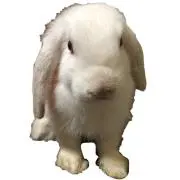 メグ