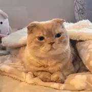 ゆみすんの画像