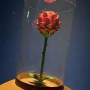 梨の画像