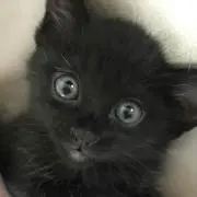 凛の画像