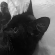 てりやきの画像