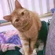 なかこむ※プロフ必読※の画像