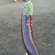 TRRM