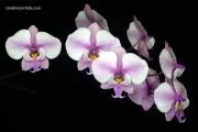 Hachinoheorchidの画像