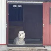 アルパカの画像