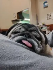 パグゾウ