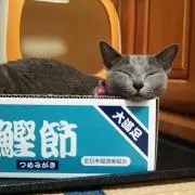 catsuzu94
