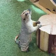 ユウマ