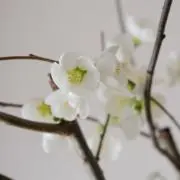 Ann74の画像